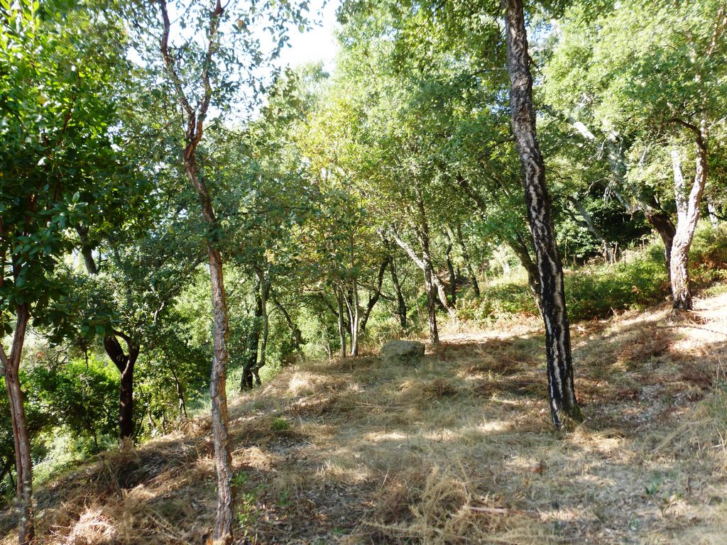 Quinta